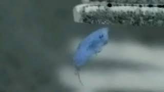 Part 2) Black Light INVERSE Clip -- Zoomed &amp; Slowed Morgellons Kernel Hanging by Fiber * Pulsating!