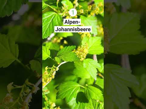 5 winterharte und lang blühende Sträucher