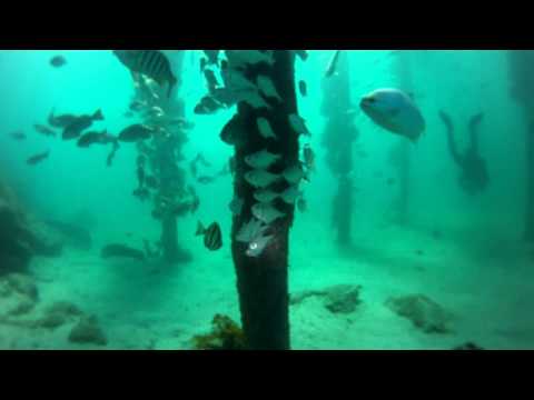 Diving Port Noarlunga Jetty And Reef, South Australia