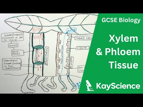 GCSE Biology – Xylem and Phloem in Plants