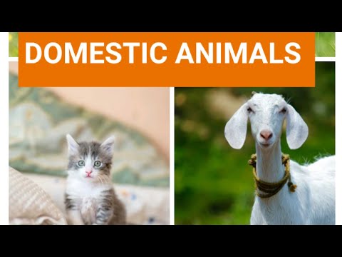 Domestic animals for beginners , UKG , class 1 and 2. Spoken English / Learning English.