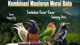 Download lagu Kombinasi Masteran Jawara Terbaru Terpopuler🔴Jalak Suren, Katem, Cungkok, Lovebrid mp3