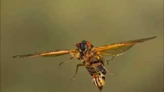 Cicadas - I&#39;m still learning how to fly