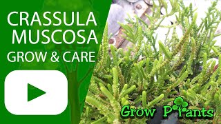 Crassula muscosa – grow & care (Beautiful succulent)