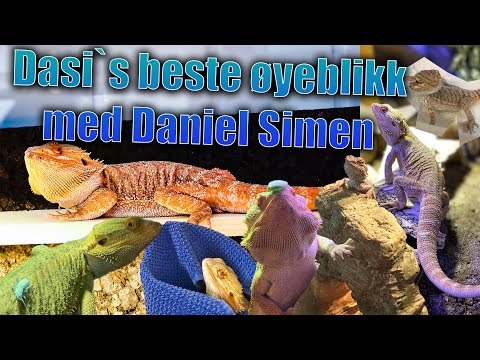 Dasi`s Beste Øyeblikk!?
