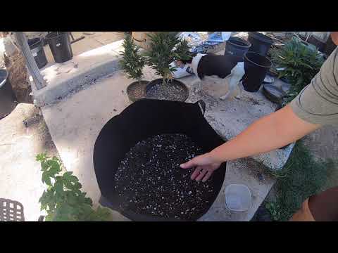 Vivosun 25 Gallon Fabric Pot Review. 1st time Using fabric  pots.