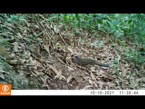 Registro en fototrampeo de Fauna Silvestre de Pitalito Huila - Ortalis columbiana