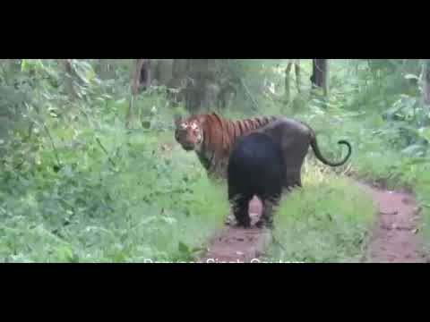 DYANEMIC FIGHTING TIGER VS BEAR IN RANTHAMBHOR NATIONAL PARK