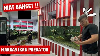 RUTINITAS SETIAP HARI DI MARKAS BARU JAMM VLOG DALAM PEMELIHARAAN IKAN PREDATOR MONSTER DAN UNIK