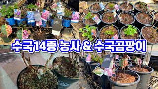 수국 14종 농사 지어보겠습니다!! 수국곰팡이!! 수국 분갈이 흙과 화분!!