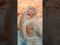 Dog Monkey Funny Funnyvideos Dog Monkey Viral Video Funny Cute Shorts Yt