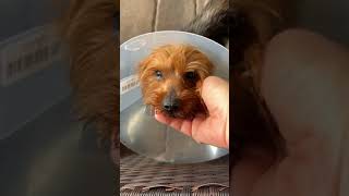 Update on sweet little Nana Update on sweet little Nana