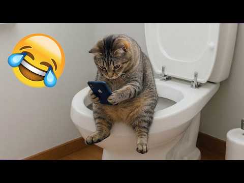 Funniest Viral Cat Videos You Absolutely Need to See in 2026 😹