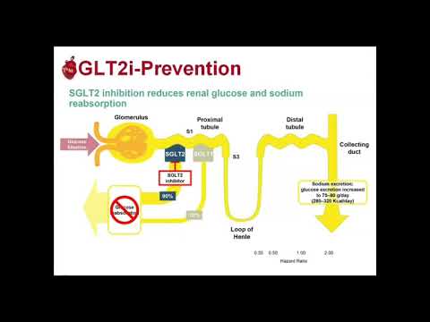 Focus sur les inhibiteurs SGLT2