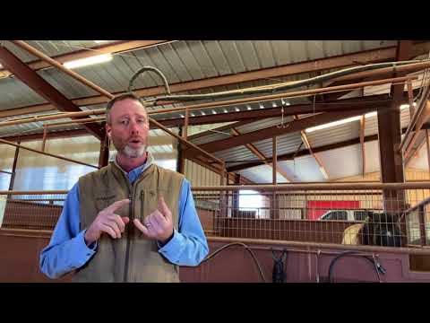 Foal With Diarrhea, What To Do About It?