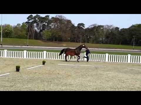 Danciano-Don Romantic Stutfohlen