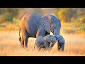A Pretty Baby Elephant And Such A Defenseless Hoot Is Not At All Small