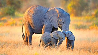 Download lagu A pretty baby elephant and such a defenseless hoot is not at all small mp3