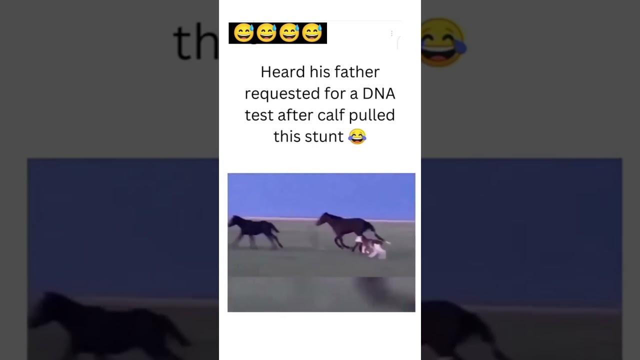 Calf jumping running like Horses!