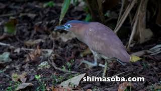 アカショウビン、ハイイロオウチュウ、アカツクシガモ、ツバメチドリほか(動画あり)