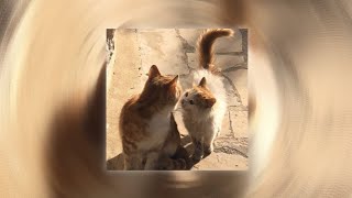 Download lagu Geisha - Karena Kamu (speed up   reverb)  [ tiktok version ] mp3