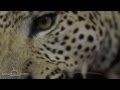 African Wildlife Artistry South African Taxidermy