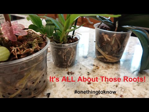 Orchid Root Development During the Growing Season - It's ALL About Those Roots!