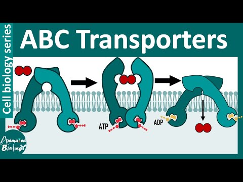 ABC transporter |  ATP binding cassette | ABC transporters in cancer | Multi drug resistance pumps