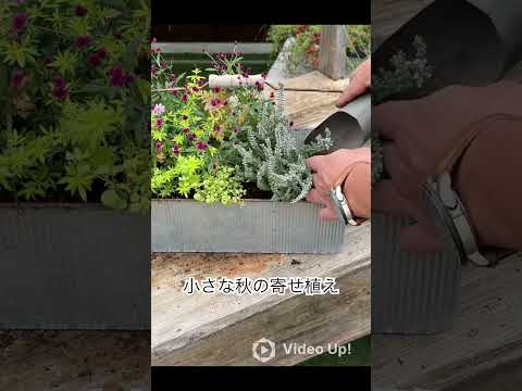 カラフルで親しみやすい秋のプランターにぴったりの植物はどれですか？夏に置き換えて植えるのに最適な7つの美しい種!  庭園