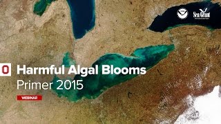 Harmful Algal Blooms Primer 2015