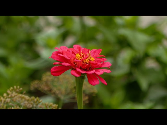 Счастье на шести сотках