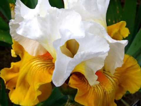 Helena Vondráčková Sladké mámení