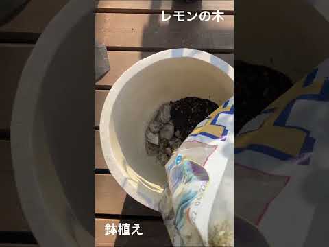 レモンの木を冬の間、鉢の中で適切な雰囲気を作り出して保つにはどうすればよいでしょうか？  庭園