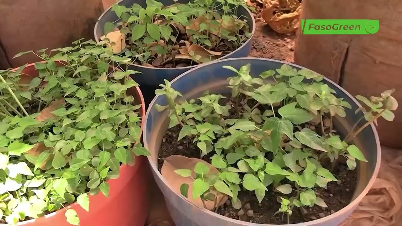 JT EN MOORE DU 29 AVRIL 2026: Retrouvez le journal avec Bernadine OUEDRAOGO