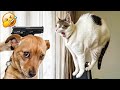 The FUNNIEST Dogs and Cats Shorts Ever😻🐕‍🦺You Laugh You Lose😹