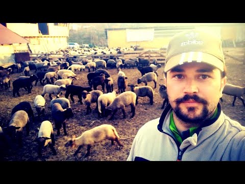 , title : 'ROMANIAN SHEEP FARMER! MIEI 100% BIO PENTRU SARBATORILE PASCALE 2021'
