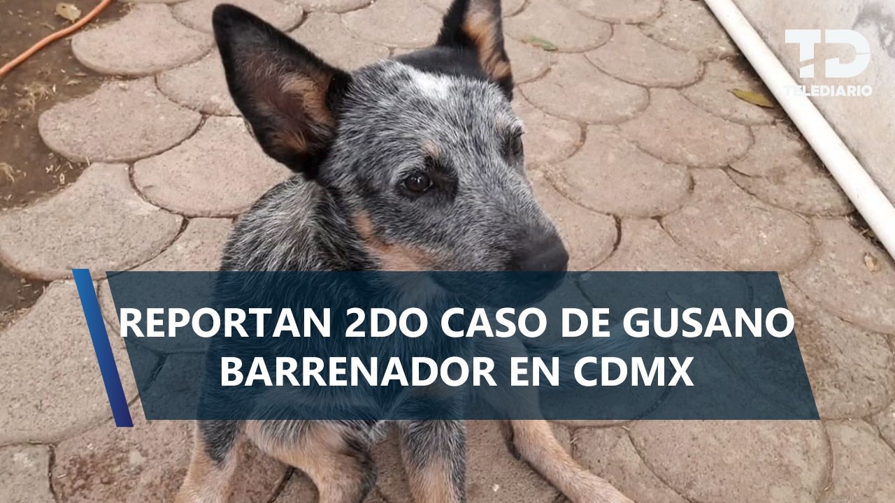 Detectan segundo caso de gusano barrenador en Xochimilco