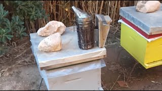 الجزائر مباشر تربية النحل 2025/12/09