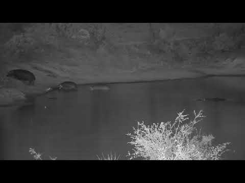 Djuma: Hippo female and two youngsters leaving the dam-male stays in dam - 18:21 - 10/07/2023