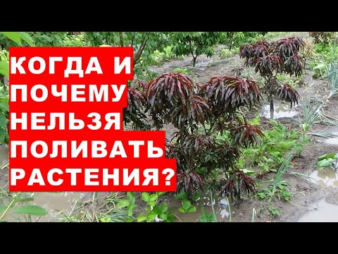 , title : 'Когда и почему нельзя поливать растения? Почему гниют корни растений?'