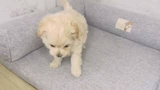 ハーフ犬の動画01