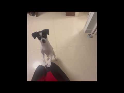 My dog crashing out over a new toy.