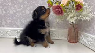 ハーフ犬の動画01