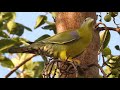 Yellow Footed Green Pigeon / State Bird Of Maharashtra / हरियल पक्षी