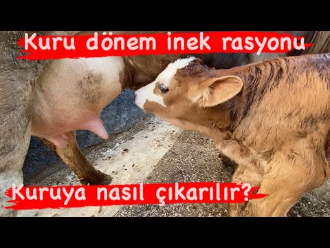 , title : 'Kuru dönemdeki ineklerin yem rasyonu? / Sağmal inek kuruya nasıl çıkartılır? #inekbakımı #inek #besi'