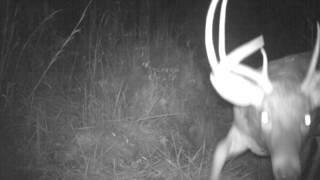 Big buck at night 10 27 2012  at The Pond -  Bushnell 466c