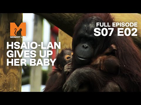 Hsiao-Lang's Daughter Is Adopted | Season 7 Episode 2 | Full Episode | Monkey Life