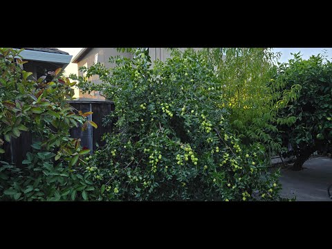 The Jujube Fruit Tree - 2024 (Ziziphus jujuba)