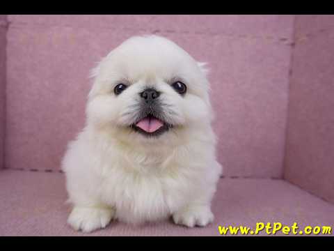 12/17北京狗公幼犬2號(新竹竹北)