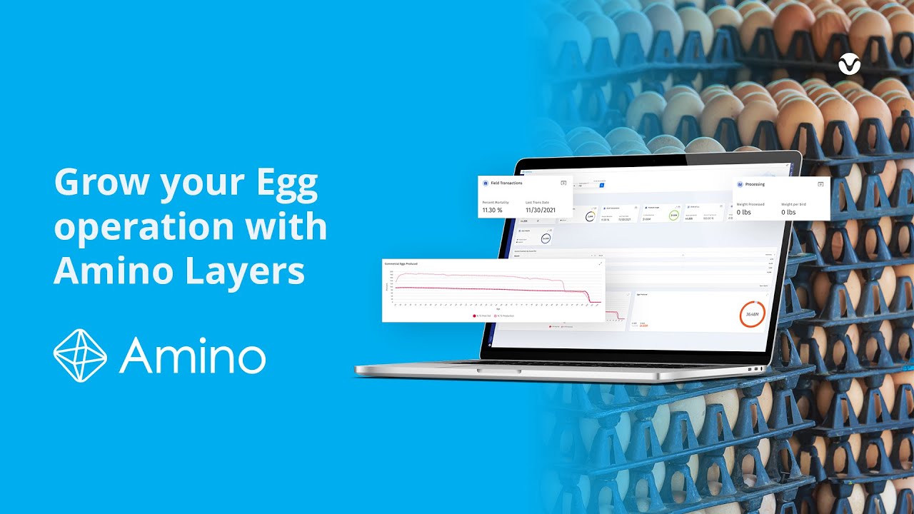 Grow your Egg operation with Amino Layers by MTech Systems - Egg production on Poultry farm